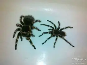 Acanthoscurria Geniculata