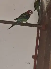 Prodám rosela pestrá