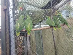 Prodám Amazoňany žlutokrké