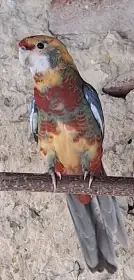 Prodám rosela penant kakariky žluté, modre