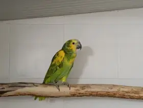 Amazoňan modročelý (aestiva xanthopteryx) 1.0 r. 2025