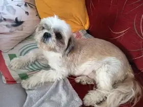 Shih-tzu