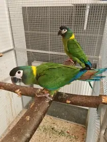 Ara žlutokrký 1.0, R. 25,