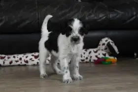 Štěně Schapendoes s PP