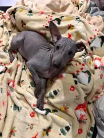 3,5 měsíční štěně -pejsek americký bezsrstý teriér s PP - modrý(černý