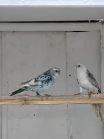 Rosela pestrá modrá straka