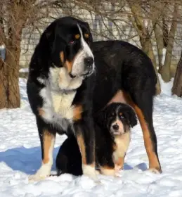 Středoasijský pastevecký pes-štěně k rezervaci