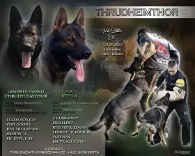 Německý ovčák štěňata s PP