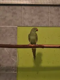 Alexandr malý zelený