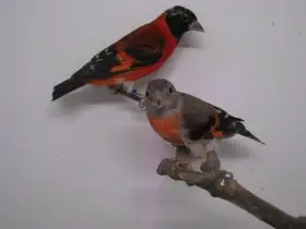 Čížek ohnivý 1,1