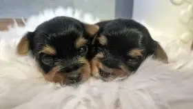 Jorkšírský terier, štěňátka s PP FCI