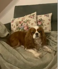 Daruji fenku Kavalírka