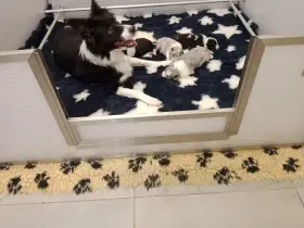 Border kolie s pp k odběru i rezervaci