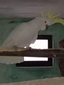 Kakadu zlutocecelaty galerita