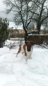 Foxterier hladkosrstý - Atalantis