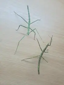 Medauroidea extradentata - Pakobylka rohatá