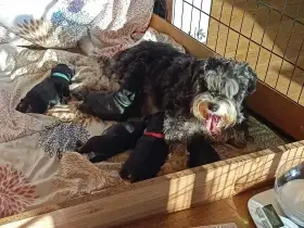 Knírač malý černostříbřitý