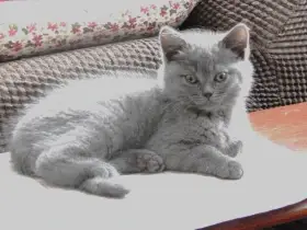 Britský modrý kocour