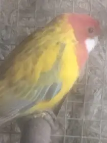 Prodám rosela pestrá