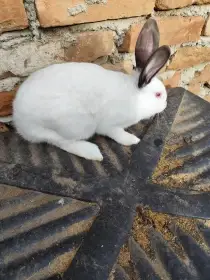 Prodám králíky na chov Jateční