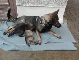 Německý ovčák štěnata s PP