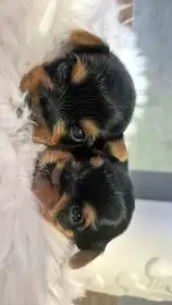 Jorkšírský terier, štěňátka s PP FCI