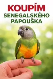 Senegalský papoušek
