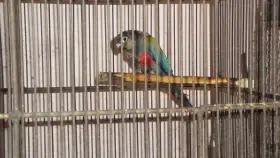 Pyrura červenobřichá