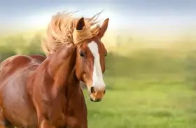 Hledám parťáka do sedla i do života