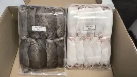 Živá exotika 7.2. myši xxl