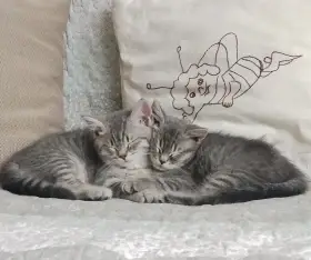 Valentýnská koťátka