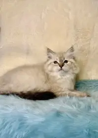 Něvská maškaráda s PP - kočička Kashmira