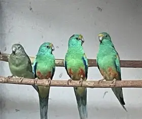 Papoušek mnohobarvý