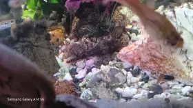 Prodám krunýřovce