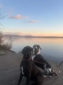 Německá doga bez PP