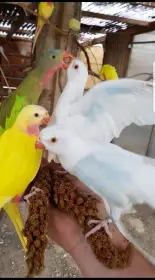 Pár mutačních Princesek