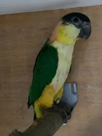 Amazonek černotemenný