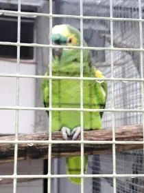 Amazoňan modročely