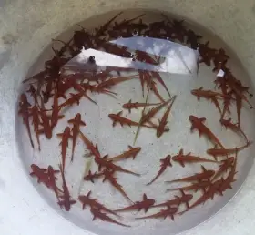 Lorikarie rineloricaria sp. red, Loricaria filamentosa