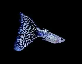 Paví očka Blue Mosaic - vlastní odchov