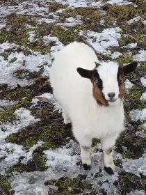 Prodám krásná Holandská zakrslá kůzlátka