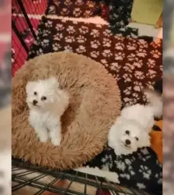 Skvělá štěňata maltézského terčů k prodeji