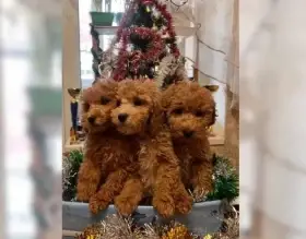 Vzácní toy pudlíci připraveni k nastěhování