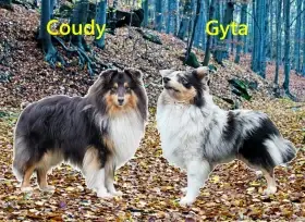 Štěňátka Sheltie bez PP