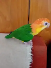 Amazónek bělobřichý