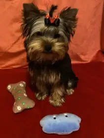 Yorkšírský teriér s PP FCI