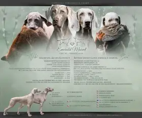 Výmarský ohař krátkosrstý - štěňata s PP - březen 2026