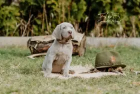 potomek Zary z předcházejícího vrhu