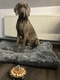 potomek Zary z předcházejícího vrhu