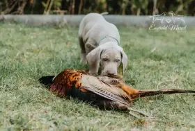 potomek Zary z předcházejícího vrhu